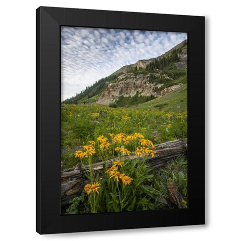 Colorado, Crested Butte Wildflowers and old log Black Modern Wood Framed Art Print by Illg, Cathy and Gordon