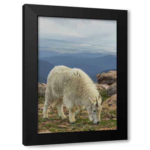 USA, Colorado, Mt Evans Mountain goat grazing Black Modern Wood Framed Art Print by Illg, Cathy and Gordon