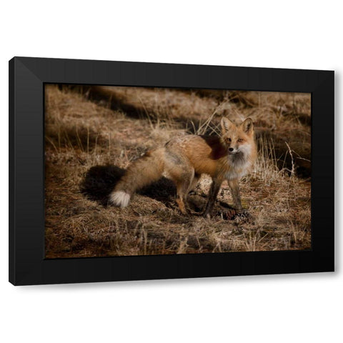 Colorado, Pike National Forest Red fox Black Modern Wood Framed Art Print with Double Matting by Grall, Don