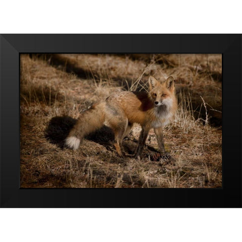 Colorado, Pike National Forest Red fox Black Modern Wood Framed Art Print by Grall, Don