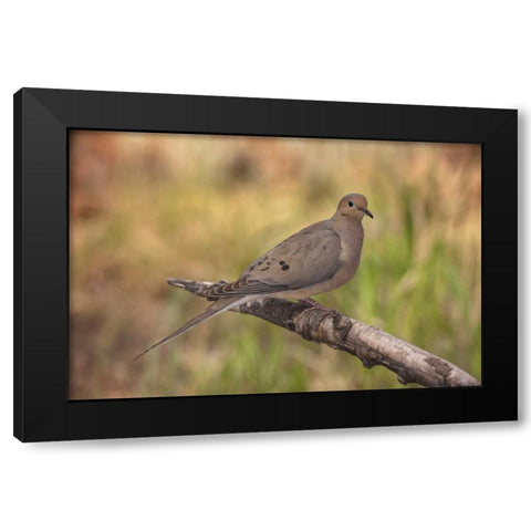 Colorado, Woodland Park Mourning dove on branch Black Modern Wood Framed Art Print by Grall, Don