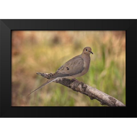 Colorado, Woodland Park Mourning dove on branch Black Modern Wood Framed Art Print by Grall, Don