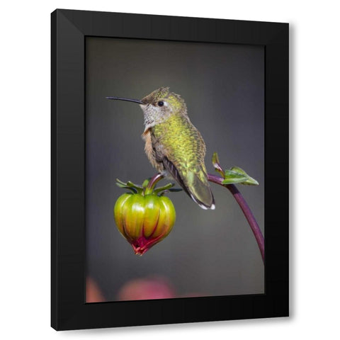 USA, Colorado Hummingbird rests on flower bud Black Modern Wood Framed Art Print by Lord, Fred