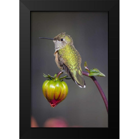 USA, Colorado Hummingbird rests on flower bud Black Modern Wood Framed Art Print by Lord, Fred