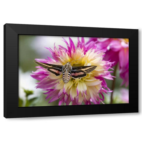 Colorado White-lined sphinx moth feeds on flower Black Modern Wood Framed Art Print by Lord, Fred