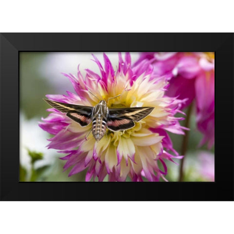 Colorado White-lined sphinx moth feeds on flower Black Modern Wood Framed Art Print by Lord, Fred
