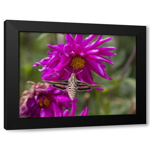 Colorado White-lined sphinx moth feeds on flower Black Modern Wood Framed Art Print with Double Matting by Lord, Fred