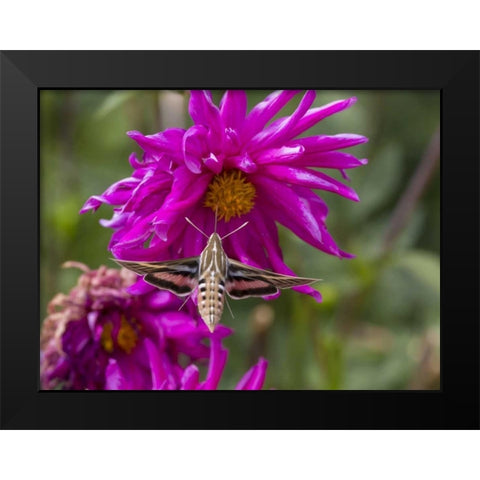 Colorado White-lined sphinx moth feeds on flower Black Modern Wood Framed Art Print by Lord, Fred