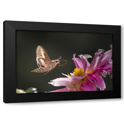 CO, White-lined sphinx moth tongue for feeding Black Modern Wood Framed Art Print with Double Matting by Lord, Fred
