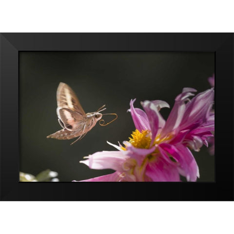 CO, White-lined sphinx moth tongue for feeding Black Modern Wood Framed Art Print by Lord, Fred