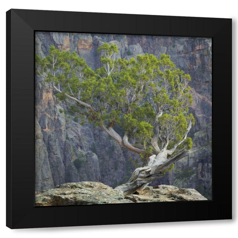 Colorado, Gunnison NP Tree in Black Canyon Black Modern Wood Framed Art Print by Paulson, Don