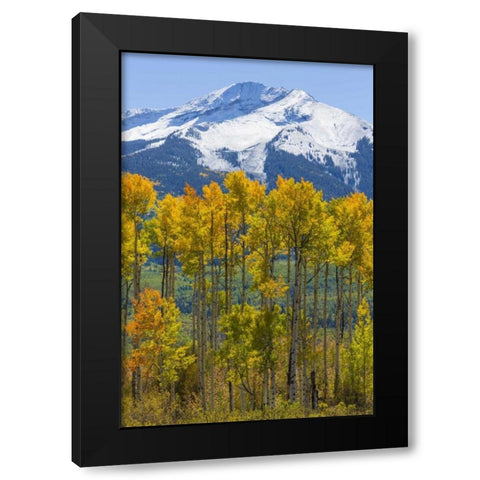 USA, Colorado Fall aspens and mountain Black Modern Wood Framed Art Print with Double Matting by Paulson, Don