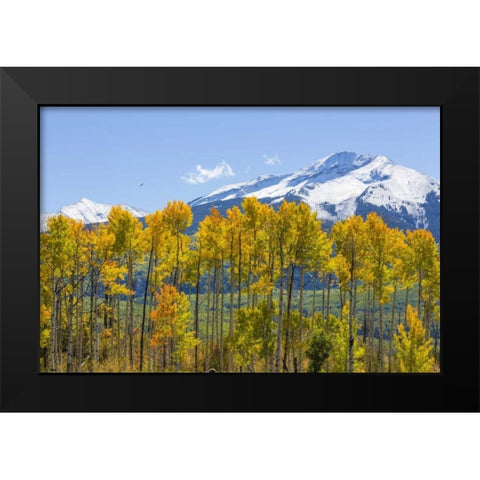USA, Colorado Fall aspens and mountain Black Modern Wood Framed Art Print by Paulson, Don