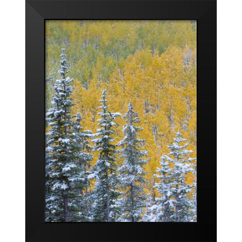 Colorado, Grand Mesa Early snowfall on forest Black Modern Wood Framed Art Print by Paulson, Don