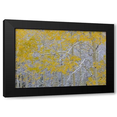 Colorado, Grand Mesa Early snow on aspen trees Black Modern Wood Framed Art Print by Paulson, Don