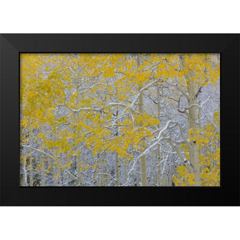 Colorado, Grand Mesa Early snow on aspen trees Black Modern Wood Framed Art Print by Paulson, Don