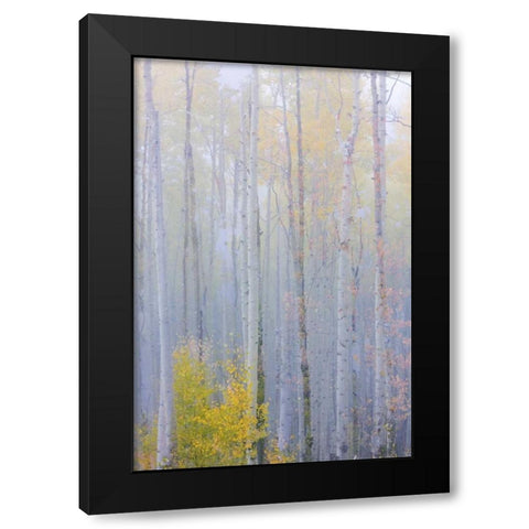 CO, Grand Mesa Composite of foggy aspen forest Black Modern Wood Framed Art Print with Double Matting by Paulson, Don