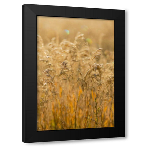 Colorado, Gunnison NP Close-up of golden grasses Black Modern Wood Framed Art Print with Double Matting by Paulson, Don
