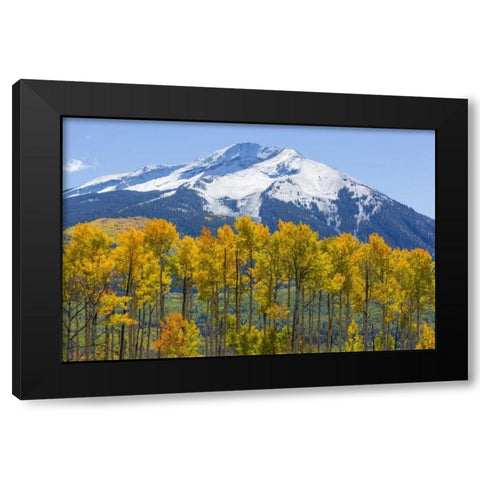 Colorado Fall aspens and mountain Black Modern Wood Framed Art Print by Paulson, Don
