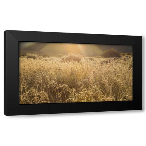 Colorado Sunlight on fall grasses Black Modern Wood Framed Art Print by Paulson, Don