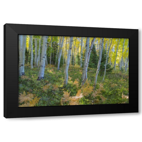 Colorado Scenic of aspen forest Black Modern Wood Framed Art Print by Paulson, Don