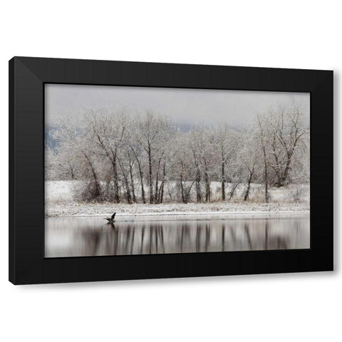 CO, Boulder Canadian geese taking flight Black Modern Wood Framed Art Print with Double Matting by Bush, Marie