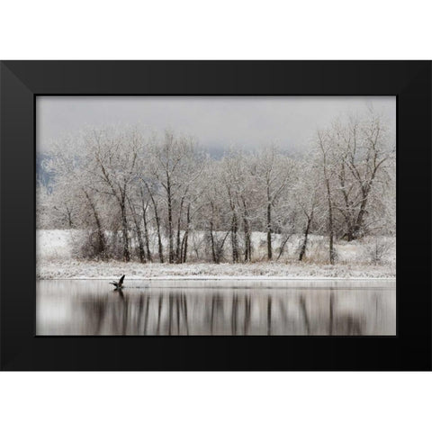 CO, Boulder Canadian geese taking flight Black Modern Wood Framed Art Print by Bush, Marie