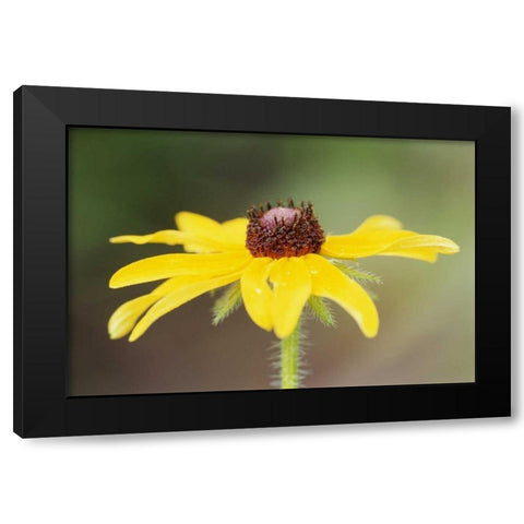 USA, Colorado, Boulder Sunflower close-up Black Modern Wood Framed Art Print by Bush, Marie