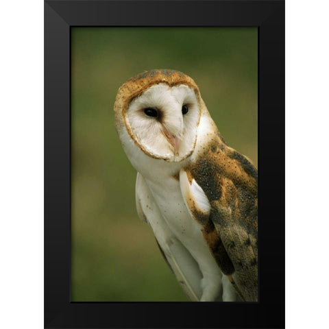 CO, Broomfield Portrait of a Barn owl Black Modern Wood Framed Art Print by Bush, Marie