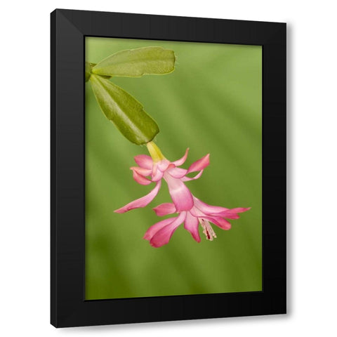 Colorado, Lafayette Christmas cactus flower Black Modern Wood Framed Art Print by Bush, Marie