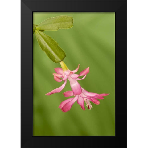 Colorado, Lafayette Christmas cactus flower Black Modern Wood Framed Art Print by Bush, Marie