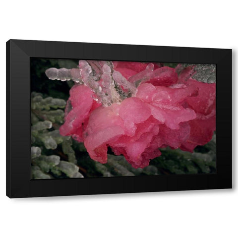 USA, Colorado, Lafayette Ice on pink rose Black Modern Wood Framed Art Print with Double Matting by Bush, Marie