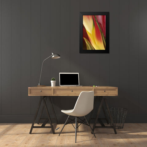 USA, Colorado, Lafayette, heliconia close-up Black Modern Wood Framed Art Print by Bush, Marie