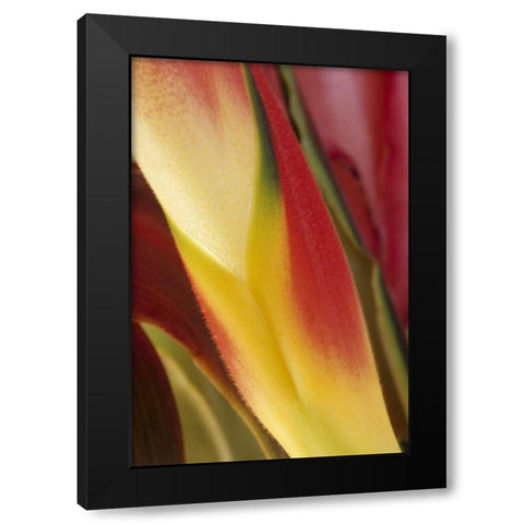 USA, Colorado, Lafayette, heliconia close-up Black Modern Wood Framed Art Print with Double Matting by Bush, Marie