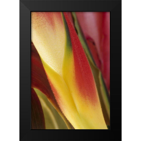 USA, Colorado, Lafayette, heliconia close-up Black Modern Wood Framed Art Print by Bush, Marie