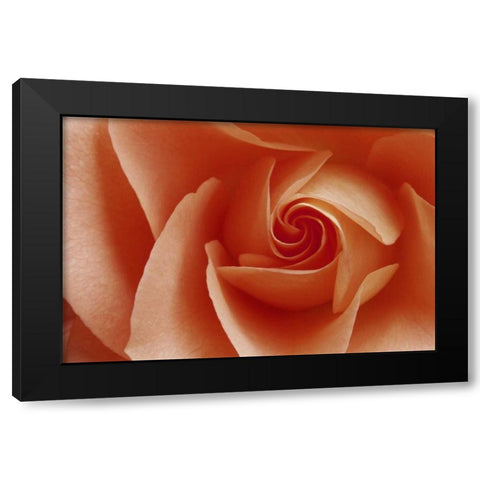 USA, Colorado, Lafayette Peach rose close-up Black Modern Wood Framed Art Print with Double Matting by Bush, Marie