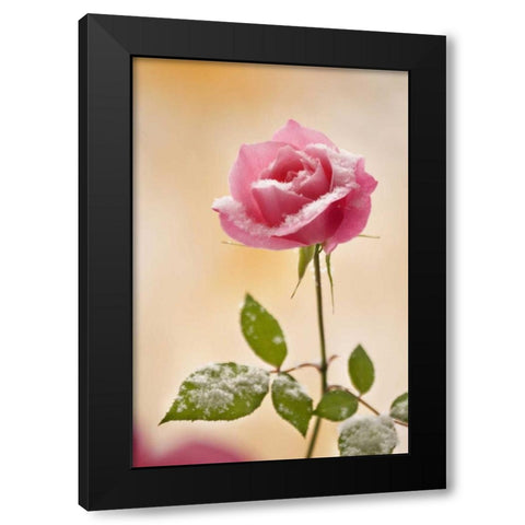 Colorado, Lafayette Snow flakes on pink rose Black Modern Wood Framed Art Print with Double Matting by Bush, Marie