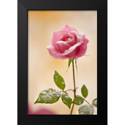 Colorado, Lafayette Snow flakes on pink rose Black Modern Wood Framed Art Print by Bush, Marie