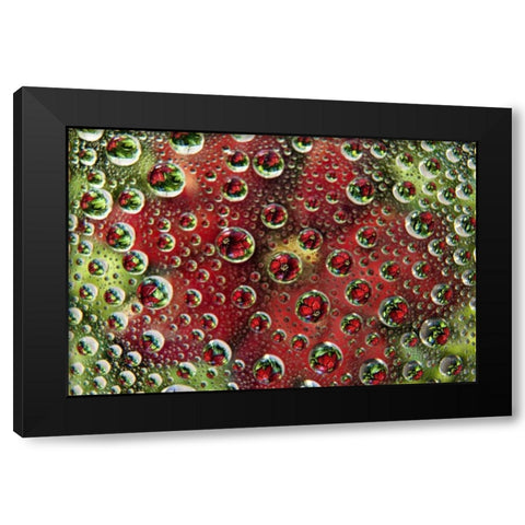 Colorado, Lafayette Abstract Water bubbles Black Modern Wood Framed Art Print by Bush, Marie