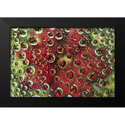 Colorado, Lafayette Abstract Water bubbles Black Modern Wood Framed Art Print by Bush, Marie