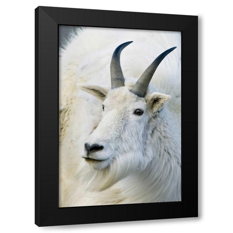 CO, Mount Evans Recreation Area Mountain goat Black Modern Wood Framed Art Print by Bush, Marie