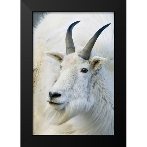 CO, Mount Evans Recreation Area Mountain goat Black Modern Wood Framed Art Print by Bush, Marie