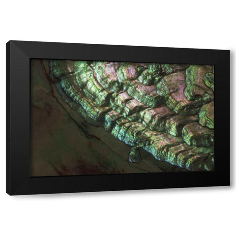 USA, Colorado, Lafayette Abalone shell close-up Black Modern Wood Framed Art Print by Bush, Marie