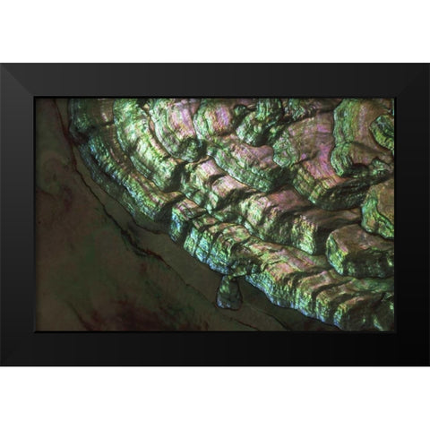 USA, Colorado, Lafayette Abalone shell close-up Black Modern Wood Framed Art Print by Bush, Marie