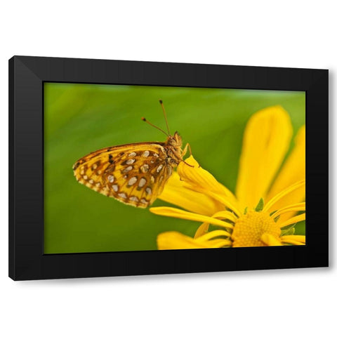 USA, Colorado Skipper butterfly on sunflower Black Modern Wood Framed Art Print by Rotenberg, Nancy