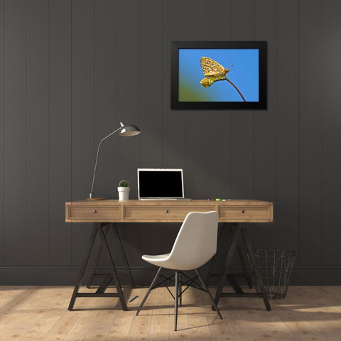 USA, Colorado Skipper butterfly on flower stem Black Modern Wood Framed Art Print by Rotenberg, Nancy