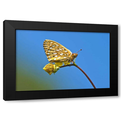 USA, Colorado Skipper butterfly on flower stem Black Modern Wood Framed Art Print by Rotenberg, Nancy