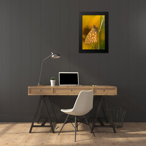 USA, Colorado Skipper butterfly on dewy grasses Black Modern Wood Framed Art Print by Rotenberg, Nancy