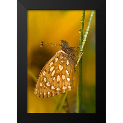 USA, Colorado Skipper butterfly on dewy grasses Black Modern Wood Framed Art Print by Rotenberg, Nancy