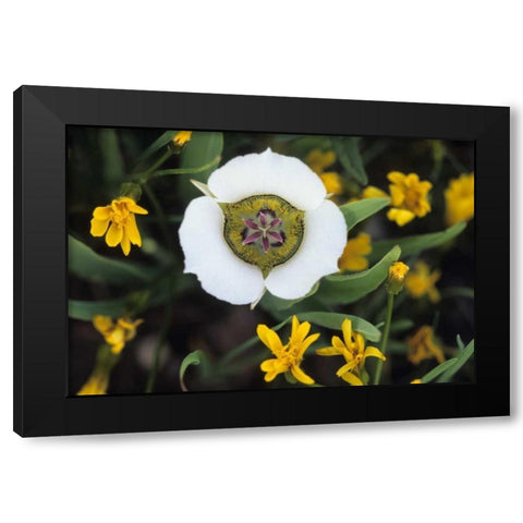 Colorado Mariposa tulip and mountain wildflowers Black Modern Wood Framed Art Print with Double Matting by Rotenberg, Nancy